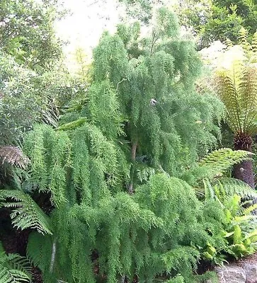 Huon Pine -Lagarostrobos Franklinii  10 Seeds • $4.50