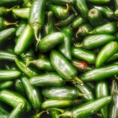 Chilli Pepper - Jalapeno Seeds • £2.49