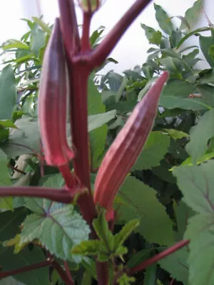 Burgundy Red Okra Seeds Vegetable Seed Ladys Finger Seed Okra Red Burgundy Seeds • $2