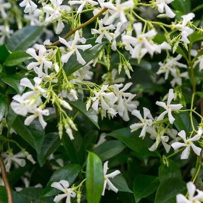 Star Jasmine Plants / Trachelospermum Jasminoides In 9cm Pot Fragrant Flowers • £9.99