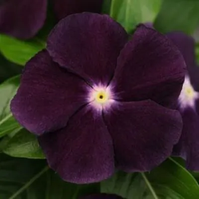 MPB#5 Vinca Seeds Vinca Jams & Jellies Blackberry 25 Seeds • $4.75