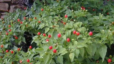 Chile Pequin Live Plant 1 Gallon FULLY ROOTED Edible Fruit • $14.99