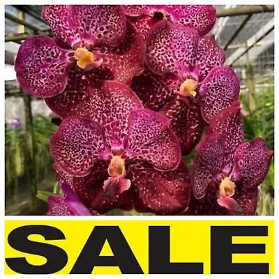 Vanda Paramate Star X Bitz's Heartthrob   Blooming Size  • $30