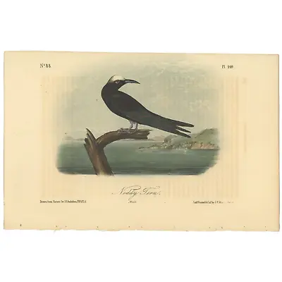 Audubon Birds Octavo 2nd Ed 1856 H/c Lithograph Pl 440 Noddy Tern • $25.35