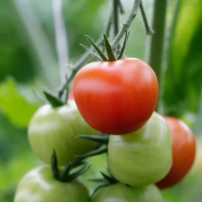 $2.99 • Buy Tomato- Valiant, 60 Seeds | TSC: Heirloom & OP Seeds, Non-GMO, Untreated)