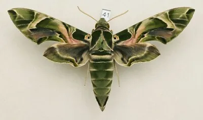 Sphingidae - Daphnis Nerii - Oleander Hawk-moth - #41 - Female • $15.15