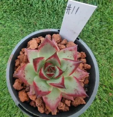 Echeveria Agavoides Ebony( Mexico) X Echeveria Rubin 8cm Diameter succulent • $45