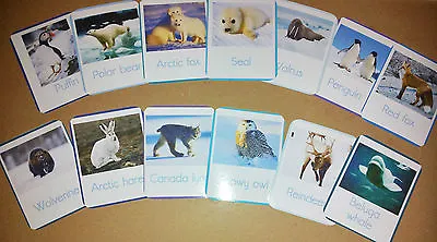 Polar Animals - 13 Flash Cards - Teaching Resource - Class / Home / Child Minder • £4.68