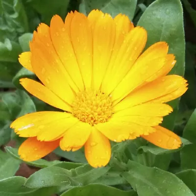 Calendula (Marigold) Orange Perennial Single Plant • £2.50