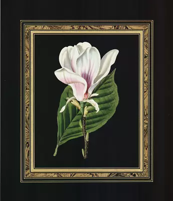 Botanical Magnolia Interlude I And II  Susan Davies Art Set 17.5x20 In • £24.06