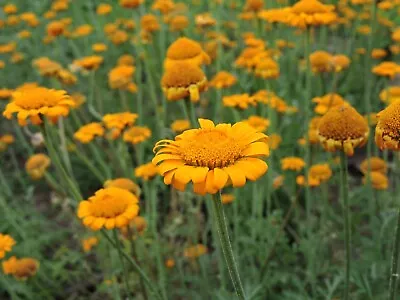 St John's Chamomile - Anthemis Sancti-Johannis- 0.1g  Seeds (120 Seeds Approx) • £1.39