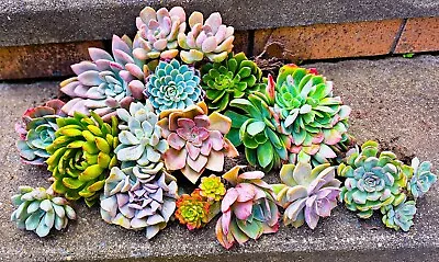 14 Big Fully (Matured For 1+ Years) Succulent PackSame As Pics RootedFree Post • $86