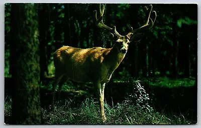 Animals~Buck In Velvet In Forest~Vintage Postcard • $3.70