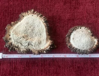 2 Natural Shed Elk Antler Burrs  4”- 2  1/2” • $30