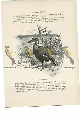 Abyssinian Ground Hornbill Animal Book Illustration (Print)  C1916 • £11.97