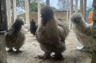 @ Sunnysidesilkies_ X6 Silkie Bantam Show Quality Hatching Eggs • £16.50