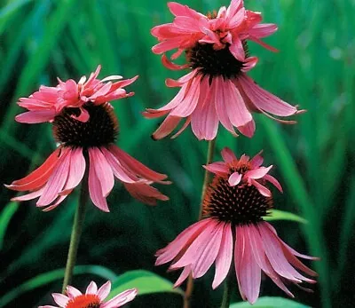 Echinacea- 'Double Decker' -15 Seeds/HP • £2.70