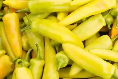 Yellow Marconi Mini Pepper Seeds - 10 Seeds - Free Shipping! • $3
