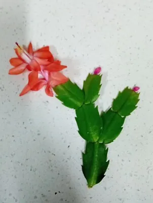 Orange Christmas/Easter Cactus. Schlumbergera Truncata. 1 X Plant Cutting. • £5.50