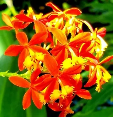 Epidendrum Radicans Orange Orchid   Shipped In Well Rooted 3 1/2  Pot Aprox 12  • $12.95
