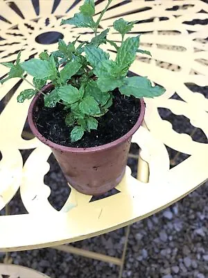 Common Mint Plant In A 9cm Pot • £5.50