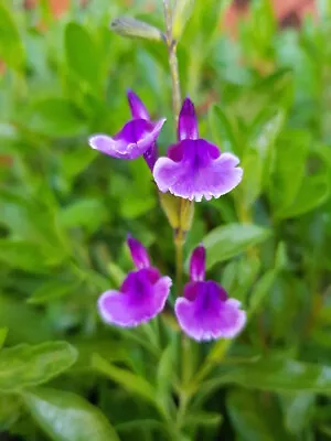 3x Salvia Oriental Dove Plug Plants Royal Purple Flowers Perennial Sage • £9.95