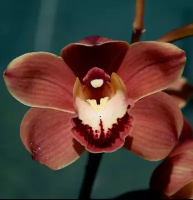$40 • Buy Cymbidium Orchid - Chocolate Drop 'Delight' - Near Flowering Size Plant