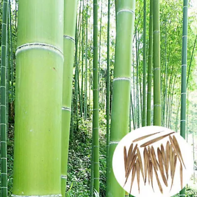 100 Giant Moso Bamboo Seeds Perennial Evergreen Grows Edible Bamboo Shoots • $4.68