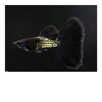 $30 • Buy 1 Trio Live Guppy Fish -Metal Black Tail - High Quality