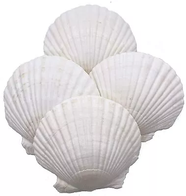 Large Natural Baking Shells White Scallops 4-Inches Set Of 12 • $18.99