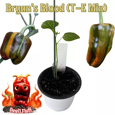 Bryan's Blood (T-E Mix) Chili Pepper Live Plant ~ (2 - 4 ) Seedling In A 2.8  Po • $22