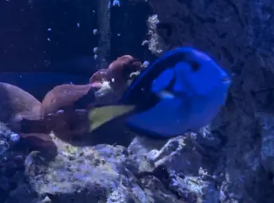 Marine Fish Tank Including A Full Setup Clown Fish Tangs Corals Live Rock + More • £2100