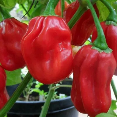 Red Habanero Pepper Seeds | Non-GMO | Free Shipping | Seed Store | 1004 • $1.99