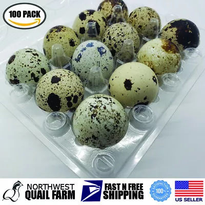Jumbo Quail Egg Cartons 12 Cell (3x4) 100pcs - Secure Snap Close Fast Shipping • $34.50