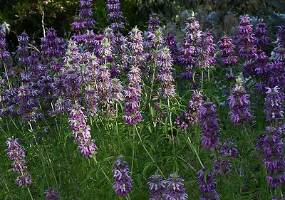 Herb  Lemon Mint Monarda Citriodora  1600 Seeds • £2.39