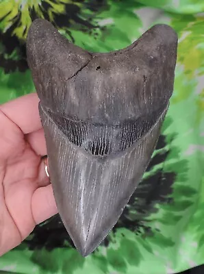 Megalodon Sharks Tooth 5 5/16  Inch DEFORMED Fossil Sharks Teeth Tooth • $26