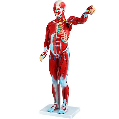 VEVOR Human Anatomical Muscular Model Muscle System 1/2 Life Size Anatomy Model • $235.99