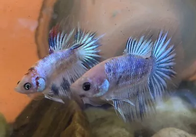 Blue Marble Male Betta Fish Candy Galaxy HM • $11.99