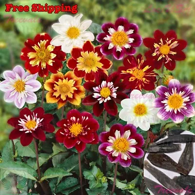 Dahlia Seeds - Dahlia Variabilis Dandy Mix Seeds | Flower Seeds • $3