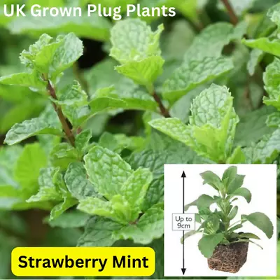 2x PACK Strawberry Mint Plug Plants - Herb  Rosemary Thyme Vegetable Garden O • £5.57