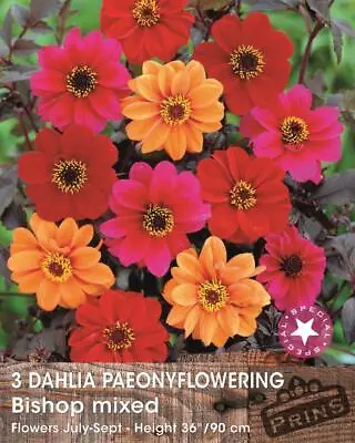 Dark Leaf Dahlias 'Bishop Mixed' Pack X3 Tubers • £6.99