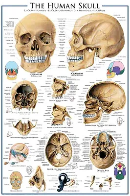 ANATOMY Of THE HUMAN SKULL Medical Science Wall Chart 24x36 POSTER • $16.19