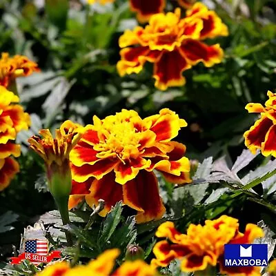 French Marigold 300 Seeds - Sparky Mixture Non-GMOBTGO 75% OFF • $1.99