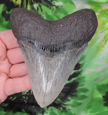 Megalodon Sharks Tooth 4 5/8  Inch Fossil Sharks Teeth Tooth • $23.50