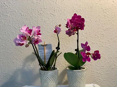 Miniature Phalaenopsis Pink Rainbow Royal Purp Live Orchid Plant Hoya Epiphyllum • $25