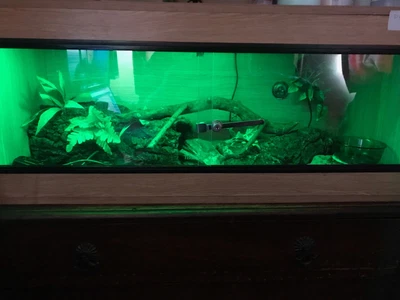 £130 • Buy Hagen Viva Bearded Dragon Vivarium Starter Kit