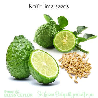 Kaffir Lime Tree Seeds. Citrus Hystrix. Makrut Lime Grow Lime Leaves (12 Seeds) • £6.51