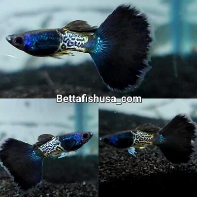$30 • Buy 1 Trio- Metal Black Lace Guppies - High Quality Live Guppy Fish - USA SELLER 