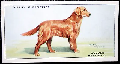 GOLDEN RETRIEVER  Vintage 1937  Illustrated Dog Card  DD09MS • $4.97