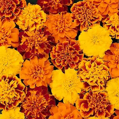 X10 Marigold Bonanza Mix - XL Plug Plants • £10.99